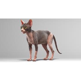 Sphynx Cat 3D